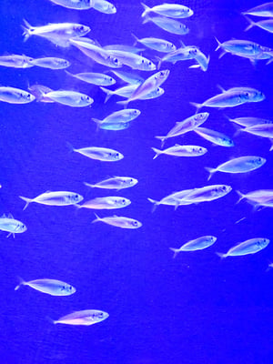Birch Aquarium at Scripps