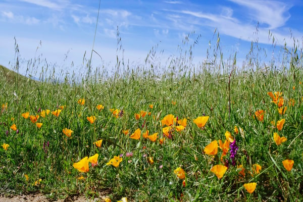 Spring