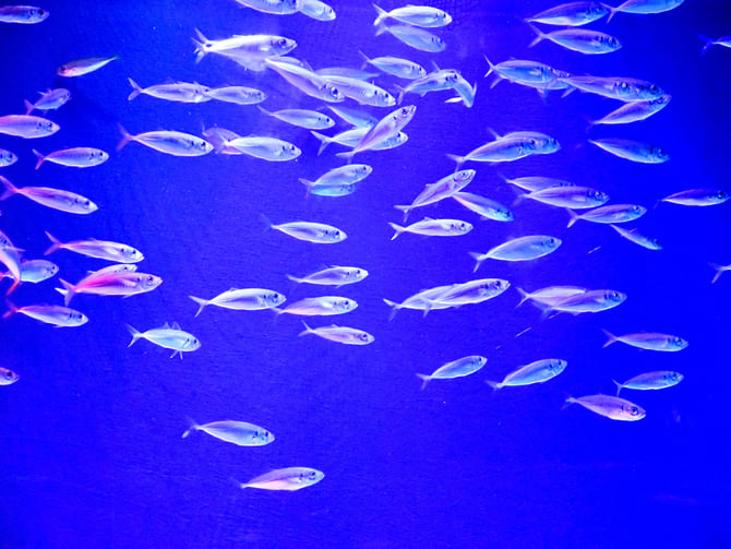 Birch Aquarium